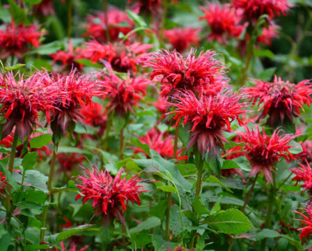 Monarda Zavinutka