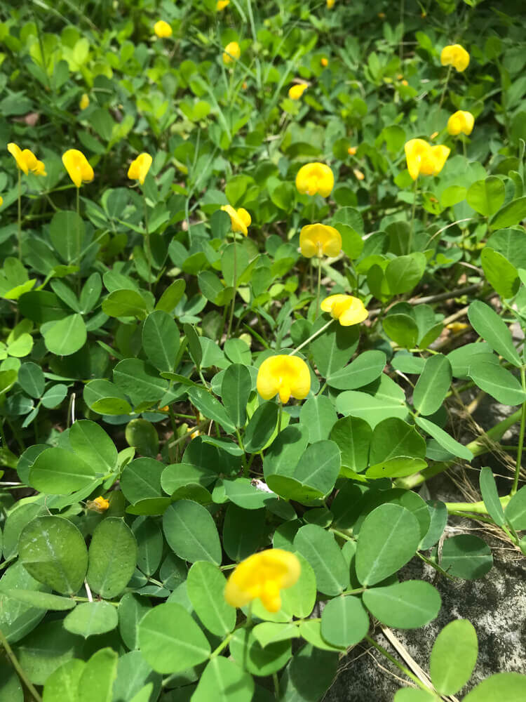 Podzemnice olejná květy