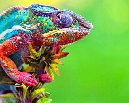 Chameleon