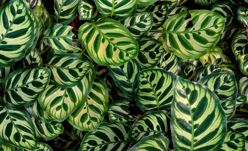 Calathea