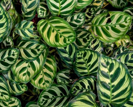 Calathea