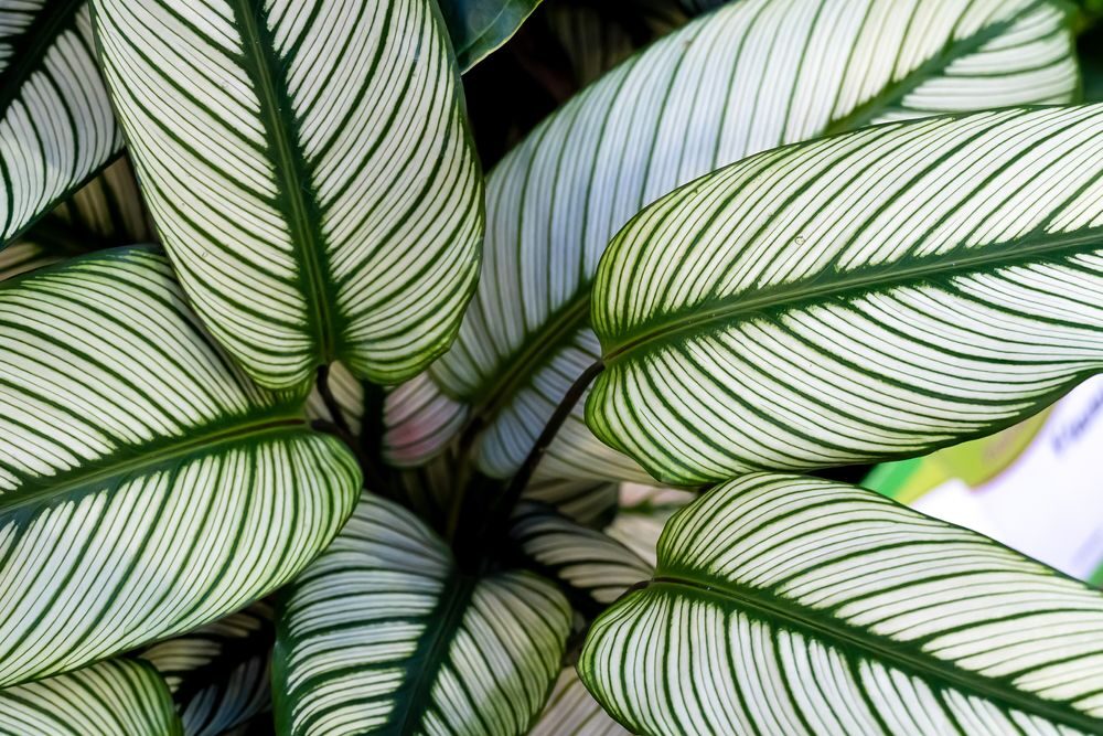 Calathea