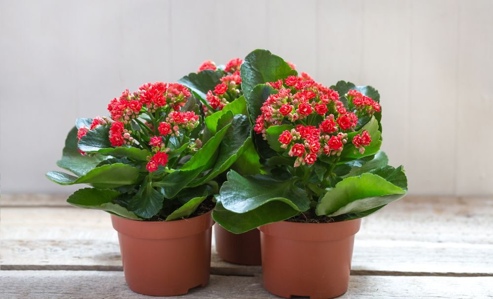 Kalanchoe