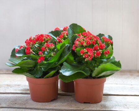 Kalanchoe