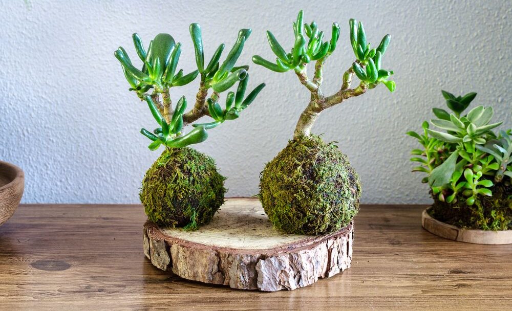 Kokedama