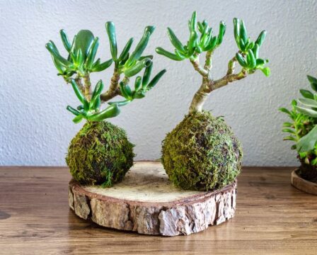 Kokedama