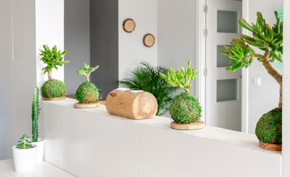 Kokedama