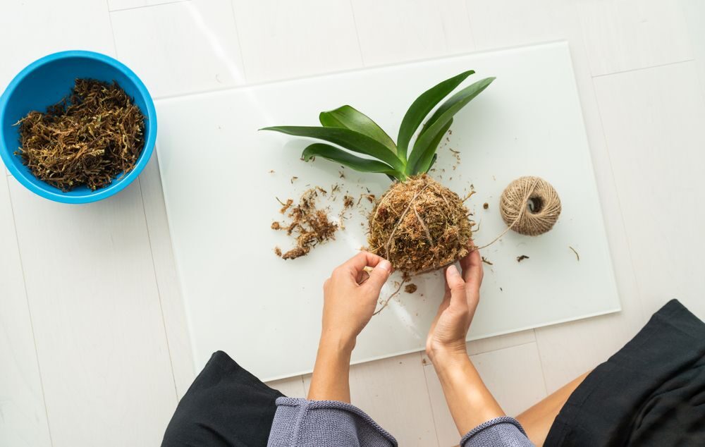 Kokedama