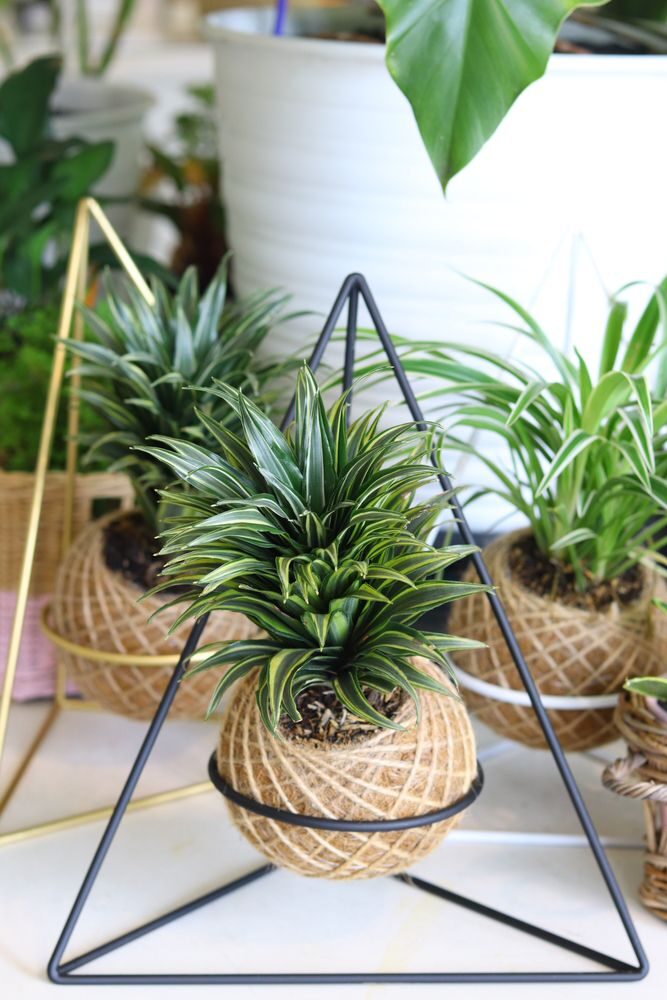 Kokedama