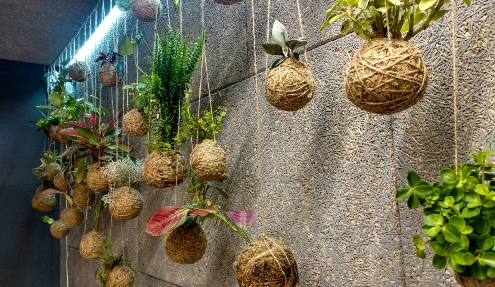 Kokedama