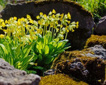 Primula veris