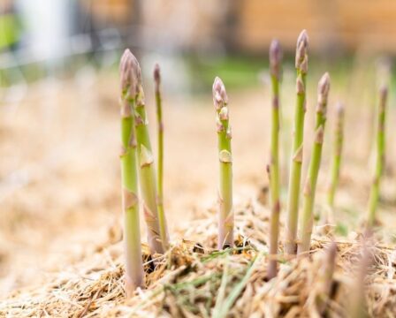 Asparagus