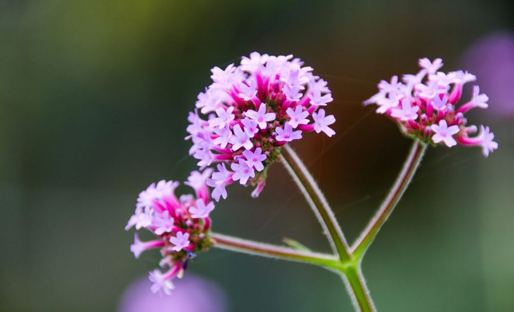 Verbena