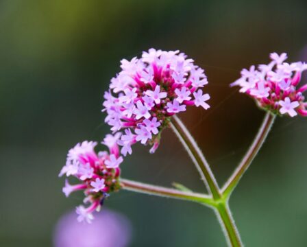 Verbena