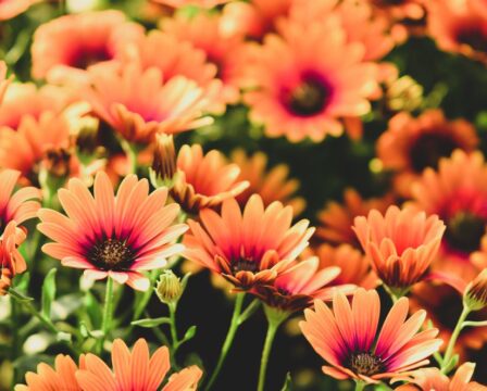 Osteospermum