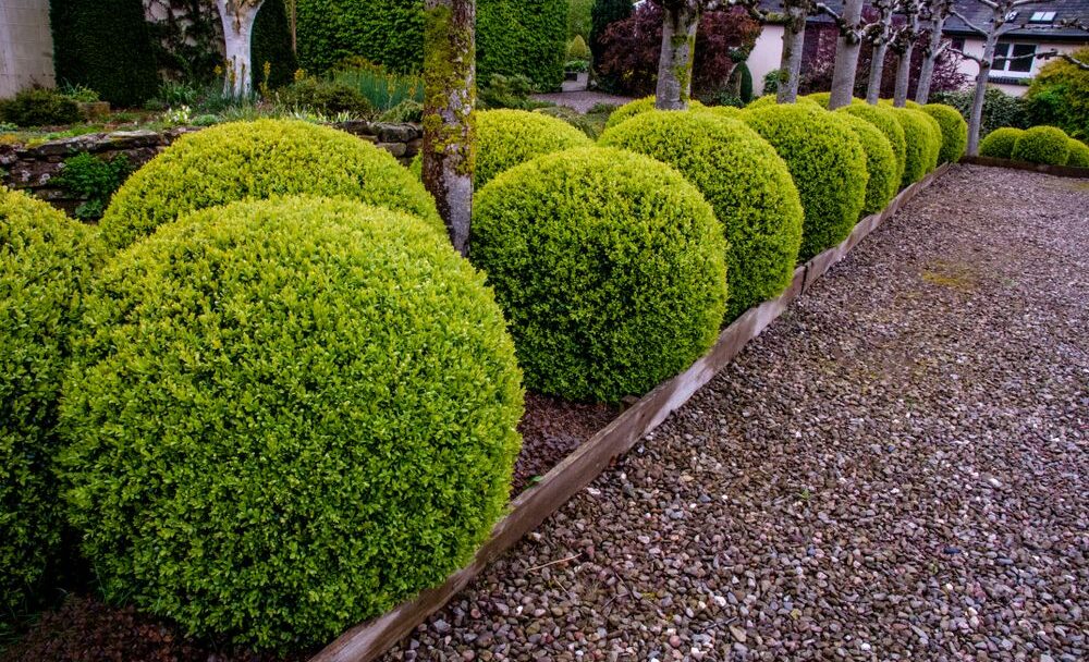 Buxus