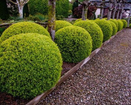 Buxus