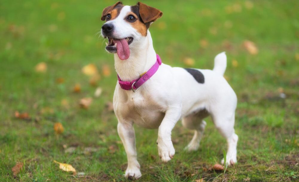 Jack Russel Teriér