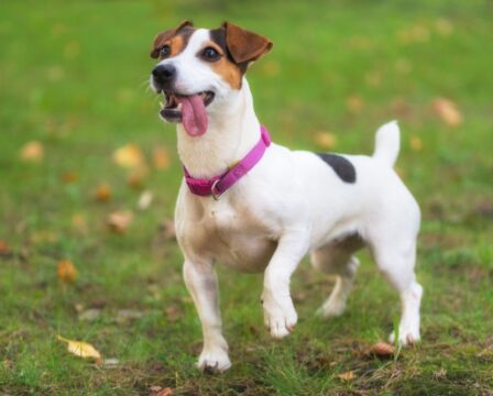 Jack Russel Teriér