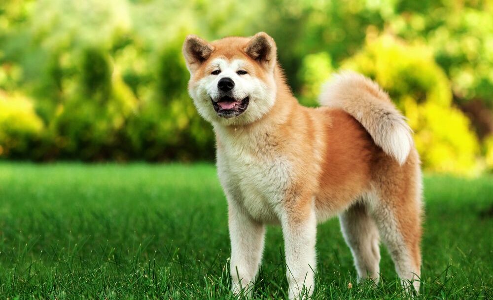 Akita inu