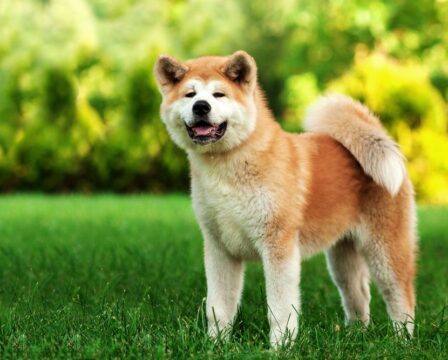 Akita inu