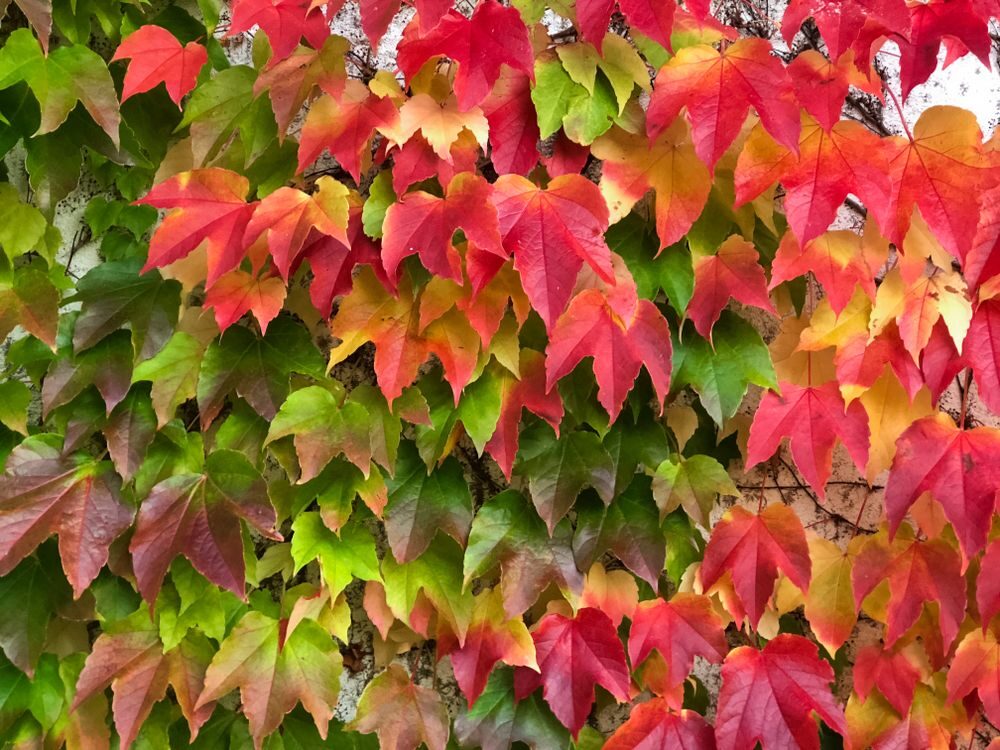 Přísavník trojcípí