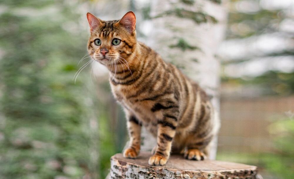 Toyger