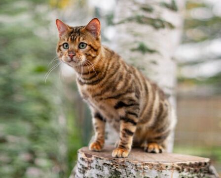 Toyger