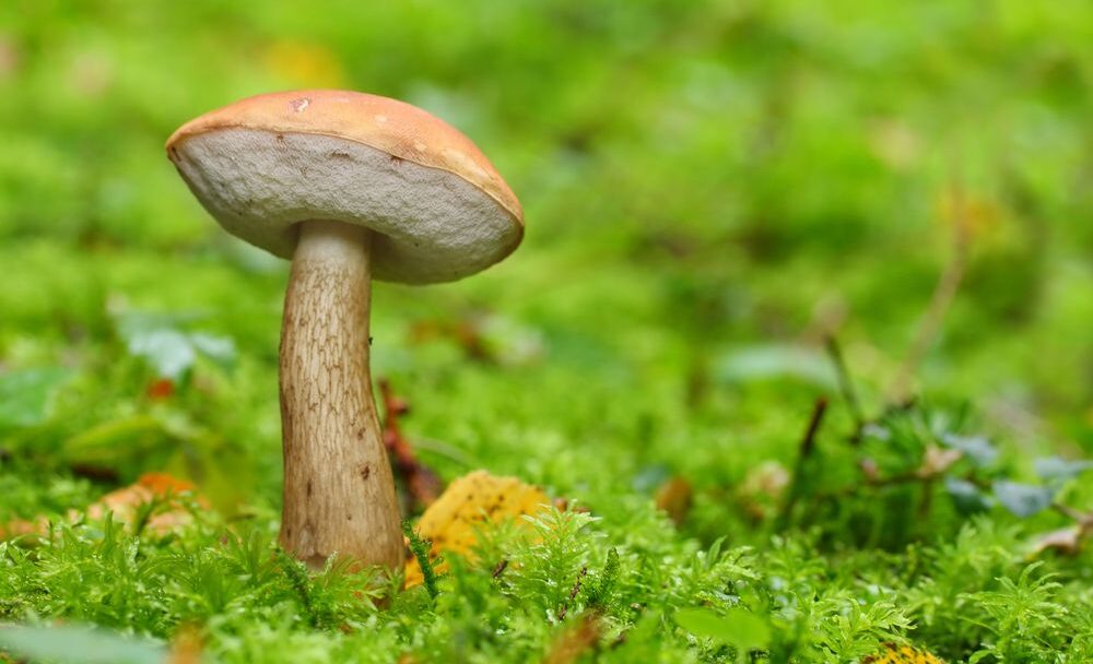 Hřib žlučník Tylopilus felleus