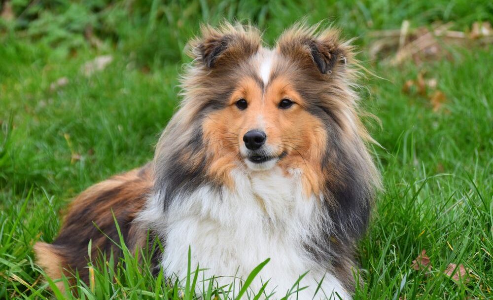 Sheltie