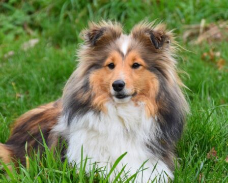 Sheltie