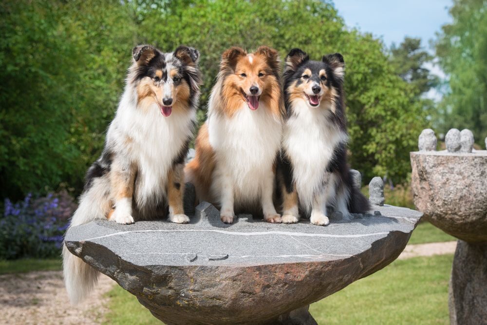 Sheltie