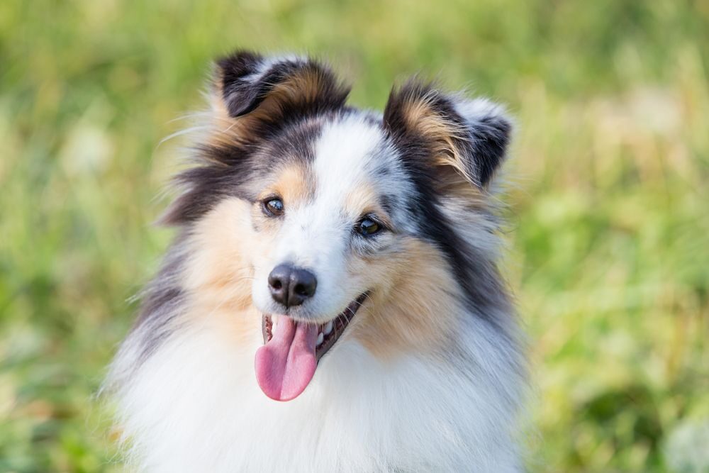 Sheltie