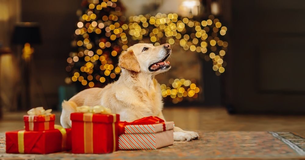 Vánoční dárky pro psy