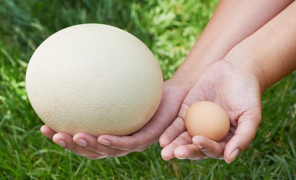Jak připravit pštrosí vejce